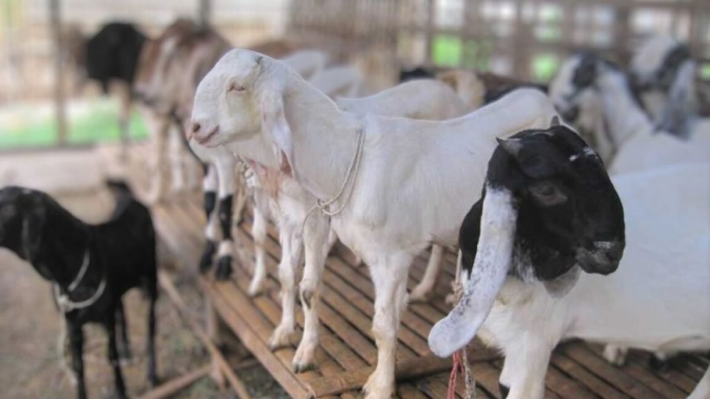 Kambing qurban Jawa Randu sehat di kandang peternakan Majelis.info, siap dikirim ke lapak Tebet Jakarta Selatan untuk Idul Adha 2026